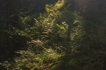 Paprocie oświetlone przez słońce w środku lasu - obrazy, fototapety, plakaty