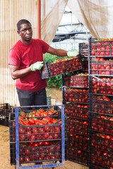 Obraz premium Experienced aframerican farmer preparing boxes with freshly picked tomatoes for storage or delivery to stores in hothouse