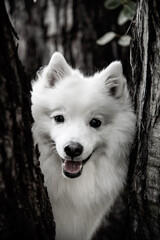 portrait of a white dog