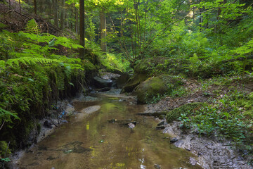 Strumień w środku lasu © pinus25