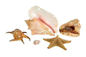 Collection of Sea shell isolated on background. Beautiful seashell