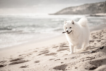 white dog running on the beach
