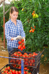 Fototapeta premium Young adult female farmer harvesting ripe plum tomatoes in greenhouse