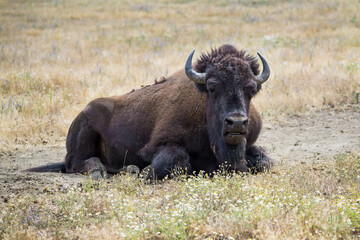 Fototapeta premium Wild American bison in a summer meadow 