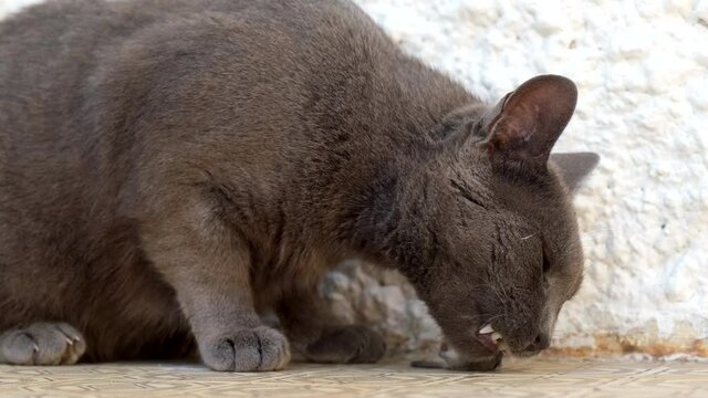 Cat eating mouse. Black cat pet eat small rat. Carnivore, killer. Stray cat predator. Danger, death. Slow motion.