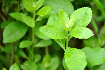 Pluchea indica, the species of flowering plant in the aster family, Asteraceae