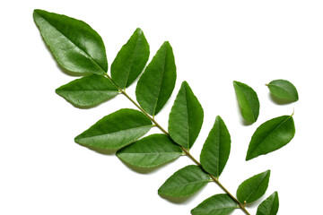 Fresh curry leaves isolated on white background