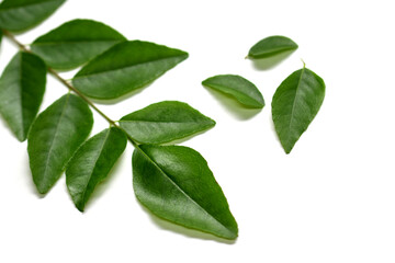 Fresh curry leaves isolated on white background