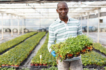 Confident African-American farmer working with parsley seedlings in greenhouse..