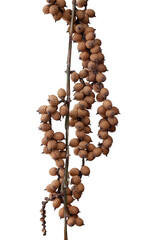 Bunch of ripe rattan palm fruit isolated on white background included clipping path.