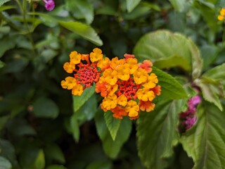 Bormes les mimosas plus beau village de france sur la côte d'azur, ville fleurie maison en pierre ainsi que de nombreux vestiges et vu sur la mer méditérannée, lieu touristique chaleur soeil fleur