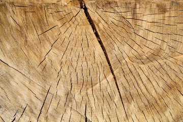 A fragment of a cross-cut of an old tree.