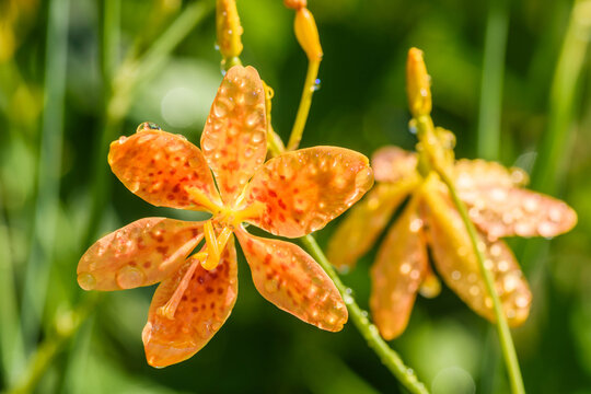 檜扇 Images Browse 69 Stock Photos Vectors And Video Adobe Stock