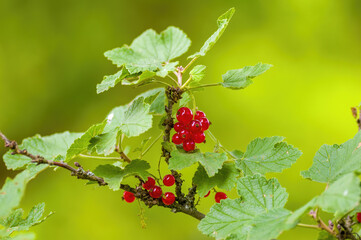 red berry ribs on currant bush in the garden season