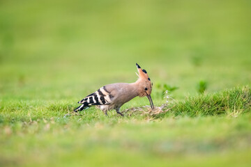 hoopoe closeup on grass