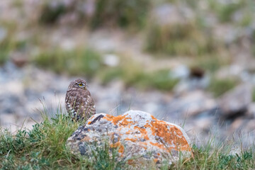 collared owlet on plateau
