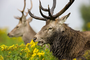 Red Deer  Stag  (Cervus elaphus)