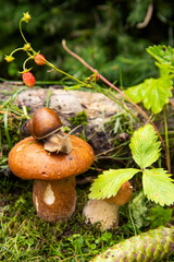  A garden snail sits on a large wet mushroom, and another smaller mushroom grows nearby.