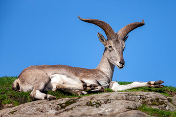 Bharal (Pseudois nayaur) © mrallen