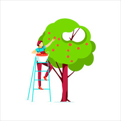 Woman farmer picking apples in garden. Girl standing on ladder with basket of ripe fruits. Organic gardening, eco farming and agriculture concept flat vector illustration on white background