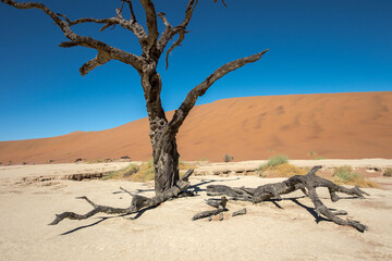 Sossusvlei sand dunes and dead trees of Namibia