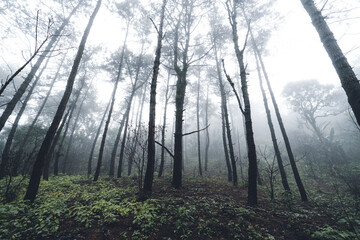 Trees in the forest and fog after the rain