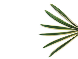 Chlorophytum comosum leaf isolated white background with clipping path.
