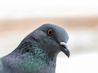 Close up head shot of a bird pigeon