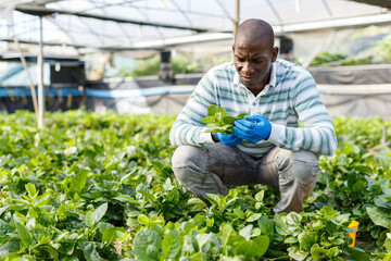 Skilled male farmer checking seedlings of Malabar spinach in hothouse..