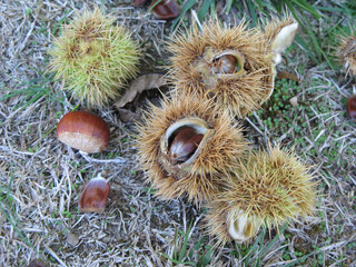 American chestnut fruits on the grass  (Castanea dentata) close up