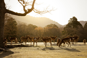 Fototapeta na wymiar 奈良公園の鹿　冬の朝日　