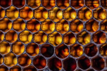 Honey bee beehive Wax Frame with moody light shines closeup macro