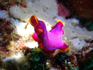 マレーシアの鮮やかな紫色のヒラムシ