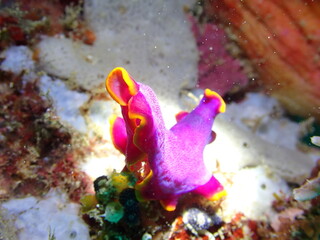 マレーシアの鮮やかな紫色のヒラムシ