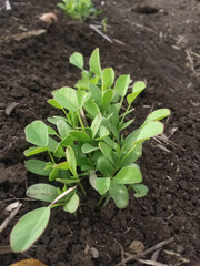 young green plant of fenugeek in the field