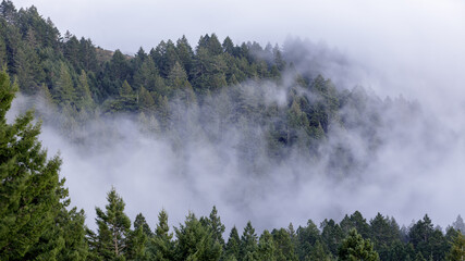Pine Forest in Fog. Mount Tamalpais, Marin County, California, USA.