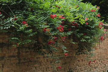 grunge christmas background