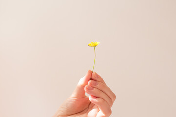  Female hand holds a small yellow flower on a white background in the sun. The concept of summer, happiness and warmth