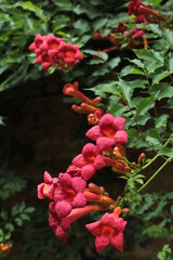 red and yellow flowers