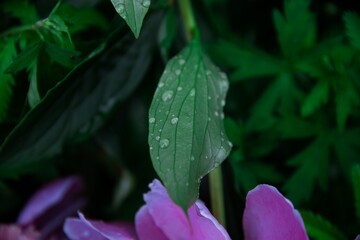 water drops on a flower