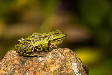 Teichfrosch (Rana esculenta) im Gartenteich