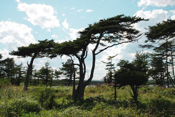 field, trees and road in the village, beautiful view of the forest and grass green juicy summer