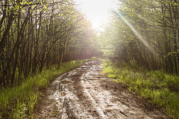 Obraz premium field, trees and road in the village, beautiful view of the forest and grass green juicy summer