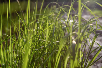 field, trees and road in the village, beautiful view of the forest and grass green juicy summer