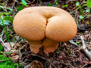 A brain puffball looks like human butt.