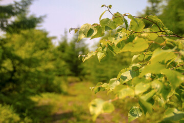 branches Birch trees and road in the village, beautiful view of the forest and grass green juicy summer