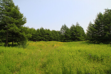 flowering meadow with yellow flowers and green trees in summer