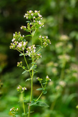 Flowering oregano, Origanum vulgare, culinary herb, curative plant