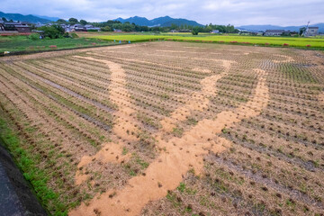 Mysterious pattern of the harvested rice field