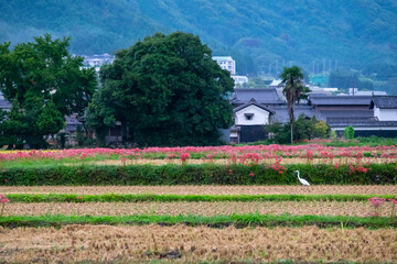 Beautiful rows of spider lilies blooming in rural villages